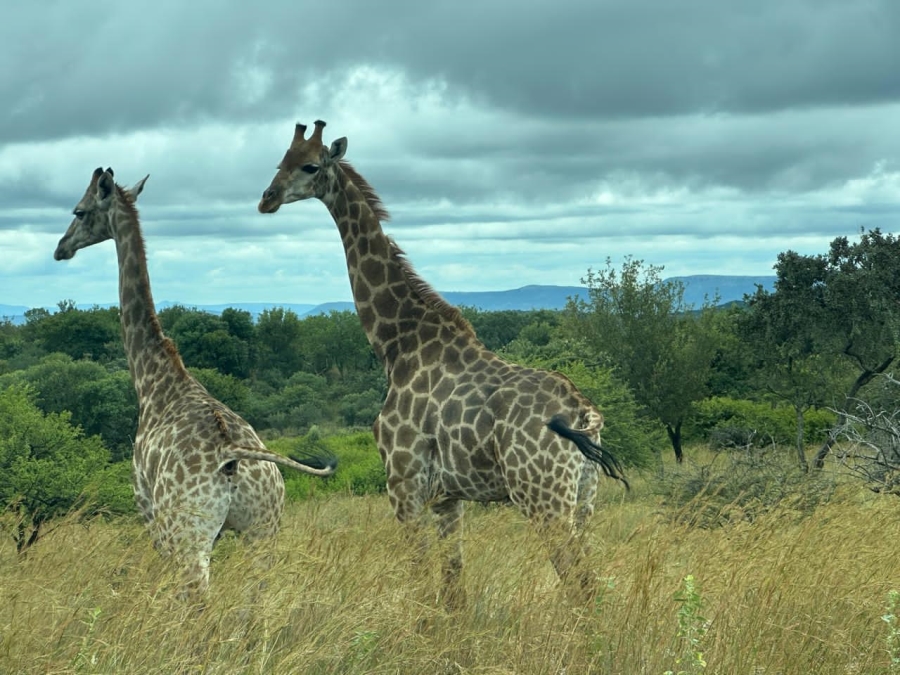 Commercial Property for Sale in Swartruggens North West